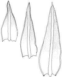 Gertrudiella torquata, stem leaves. Drawn from J.E. Beever 99-84b, CHR 611397.
 Image: R.D. Seppelt © R.D.Seppelt All rights reserved